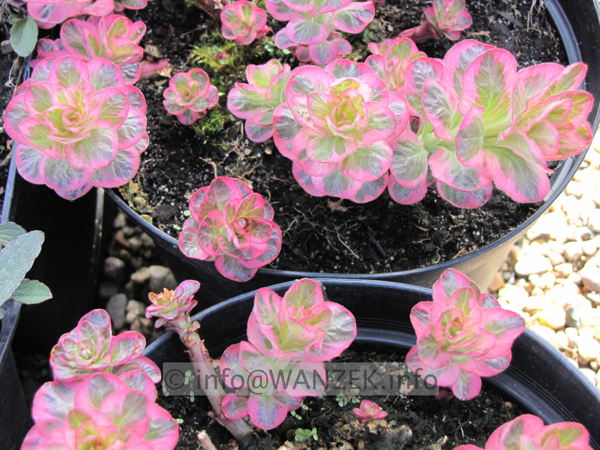 Lysimachia punctata Alexander Austrieb2.JPG